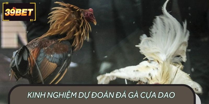 Kinh nghiệm đoán đá gà cựa dao hiệu quả